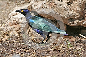 Purple Glossy Starling