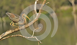 Portrait - Purple heron or Ardea purpurea