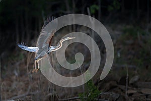 Portrait, Purple heron or Ardea purpurea is flying freedom alone in the evening forest in the shadows at Kaeng Krachan National