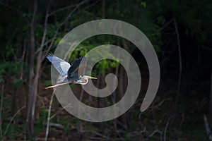 Portrait, Purple heron or Ardea purpurea is flying freedom alone in the evening forest in the shadows at Kaeng Krachan National