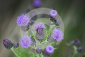 Portrait of Purple Hued Thistle in a Mountain Field