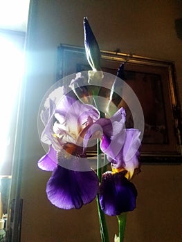 Portrait Purple Iris bloom with  filtered light close up.