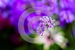 A portrait of a purpletop vervain flower. The flowers are very small, grouped, purple and beautiful. They are also called verbena