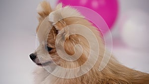 Portrait of a pygmy Pomeranian in the studio on a gray background. Close up of a dog's muzzle with black beady eyes