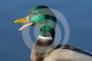 Portrait of quacking Mallard duck