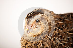 Portrait of a quail Estonian breed