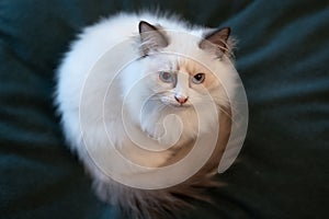 Portrait quality blue-eyed white Ragdoll kitten