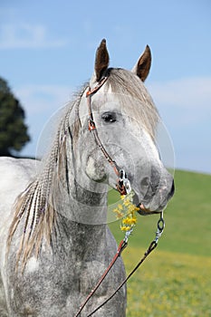 Portrait of quarter horse holding yellow flower