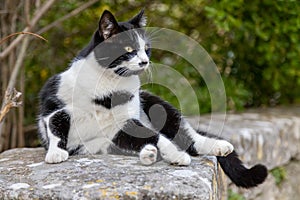 Portrait of a quiet cat in front of its owners` house