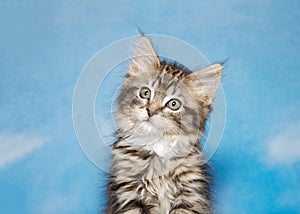 Portrait of a quizzical tabby kitten