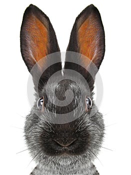 Portrait rabbit distorted by a wide-angle close-up