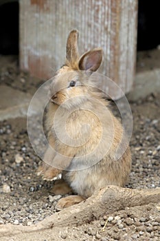 Portrait of a rabbit standing on two legs