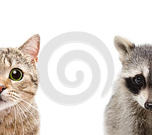 Portrait of a raccoon and cat