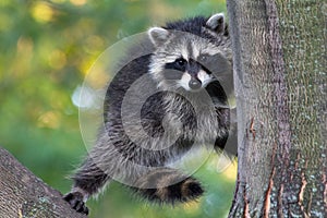 Portrait of Raccoon Climbing Large Tree