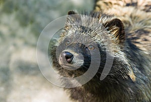 Portrait of raccoon dog hypnotizing visitors