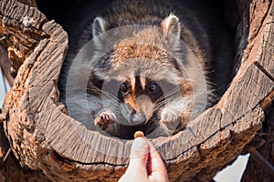 Portrait of raccoon