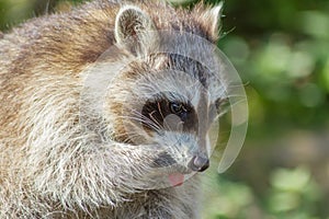 Portrait of a raccoon Procyon lotor