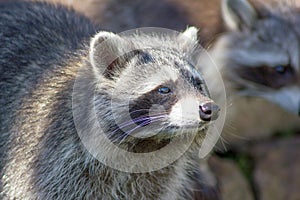 Portrait of a raccoon Procyon lotor