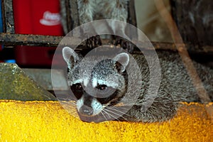 Portrait of a raccoon, Procyon lotor