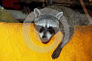 Portrait of a raccoon, Procyon lotor