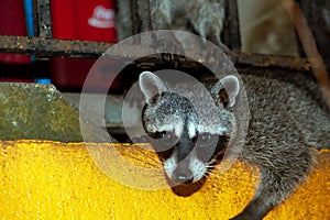 Portrait of a raccoon, Procyon lotor