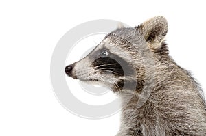 Portrait of a raccoon in profile