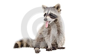 Portrait of a raccoon, that shows tongue