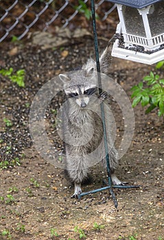  portrait of a racoon stealing food from a bird feeder