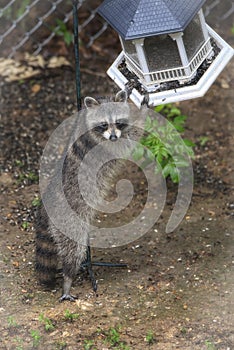  portrait of a racoon stealing food from a bird feeder 3