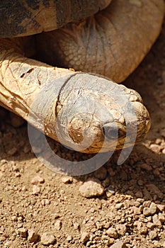 Portrait of radiated tortoise