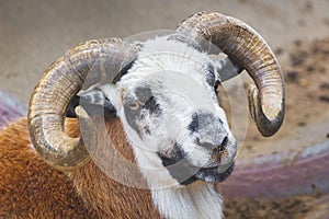 Portrait of ram with big horns. The ram looks up_