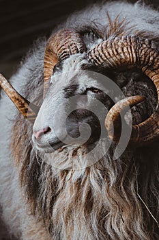 Portrait of a ram ,furry tur with curved big horns.