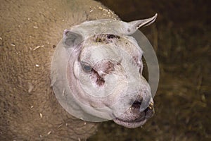 Portrait of a RAM manufacturer breed Texel. Sheep farming, agriculture, light industry. Wildlife, mammals