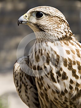 Portrait of a Raptor