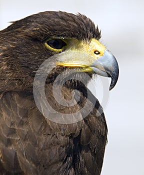 Portrait of a Raptor