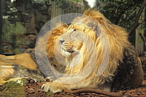 Portrait of a rare Asiatic male lion in the Bristol zoo.