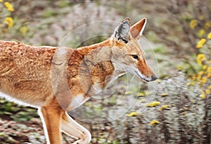 Portrait of a rare and endangered Ethiopian wolf photo