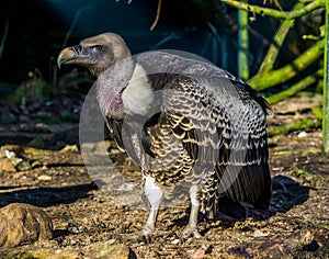 Portrait of a rare ruppell`s vulture, tropical and critically endangered griffon from the sahel region of Africa