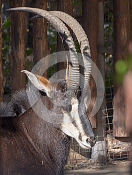 Portrait of a rare sable antelope Hippotragus niger