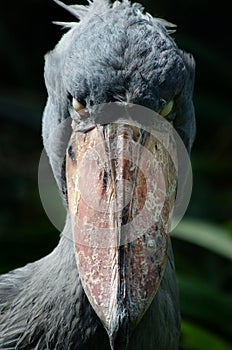 Portrait of rare Shoebill