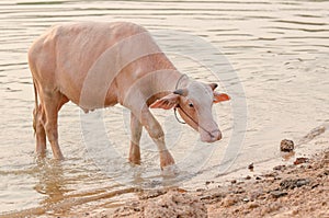 Portrait of rare white Asia water buffalo, albino carabao