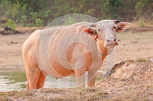 Portrait of rare white Asia water buffalo, albino carabao