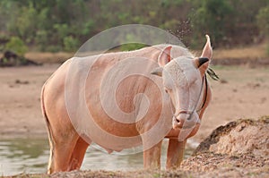 Portrait of rare white Asia water buffalo, albino carabao