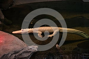 Portrait of a rare white crocodile