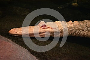 Portrait of a rare white crocodile