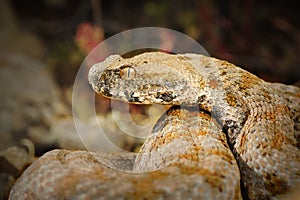 Portrait of rarest european venomous snake photo