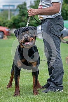 Portrait of a rattweiler dog loking at camera