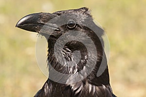 Portrait of Raven  Corvus corax  in its natural habitat
