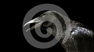 Portrait of a raven isolated on a black background