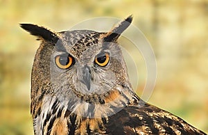 Portrait of a real owl (Bubo bubo)